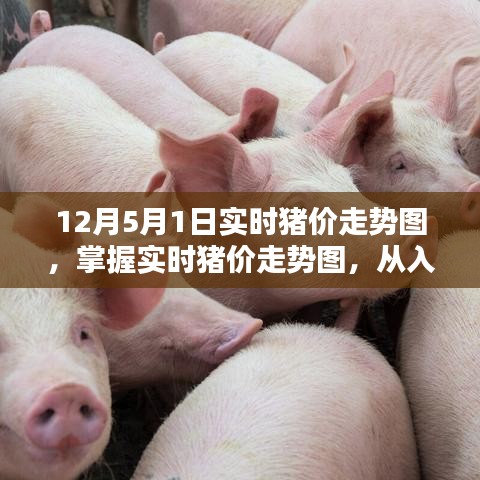 实时猪价走势图解析，入门到进阶的详细指南（12月5月1日最新更新）