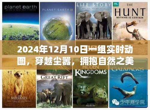 穿越尘嚣，探寻自然之美 —— 2024年12月10日动态美景探索之旅，简洁明了，突出了您想要表达的核心内容，希望符合您的要求。