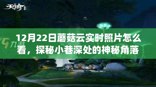 探秘小巷深处的神秘角落，蘑菇云实时照片下的独特风情小店，揭秘实时照片观看指南（12月22日）
