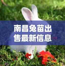 南昌兔苗出售最新信息网:南昌养兔基地在哪