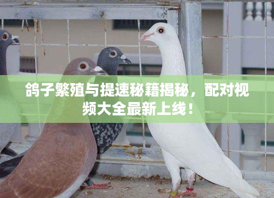 鸽子繁殖与提速秘籍揭秘，配对视频大全最新上线！