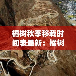 橘树秋季移栽时间表最新：橘树移栽要注意什么 
