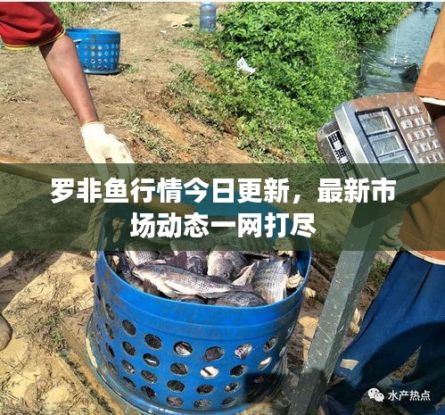 罗非鱼行情今日更新，最新市场动态一网打尽