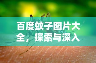 百度蚊子图片大全，探索与深入了解