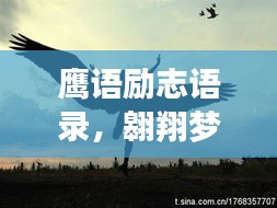 鹰语励志语录，翱翔梦想的翅膀