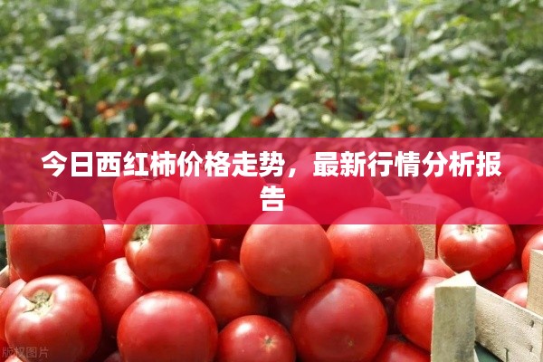 今日西红柿价格走势，最新行情分析报告