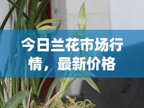 星星打烊 第3页