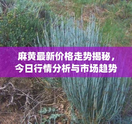 麻黄最新价格走势揭秘，今日行情分析与市场趋势解读