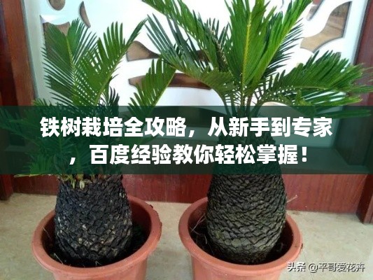 铁树栽培全攻略，从新手到专家，百度经验教你轻松掌握！