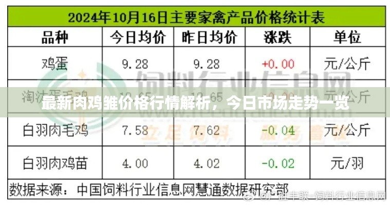 最新肉鸡雏价格行情解析，今日市场走势一览