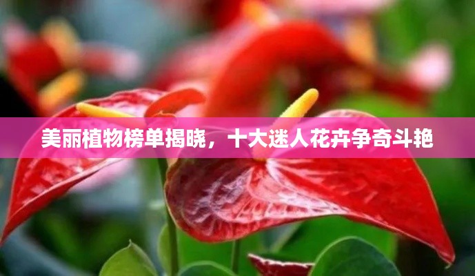 美丽植物榜单揭晓，十大迷人花卉争奇斗艳