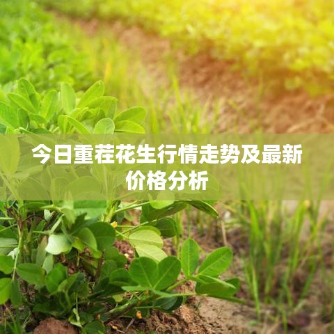 今日重茬花生行情走势及最新价格分析