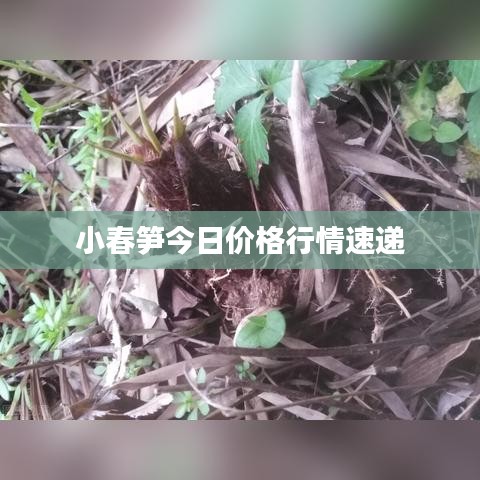 小春笋今日价格行情速递
