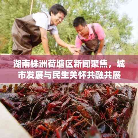 湖南株洲荷塘区新闻聚焦,城市发展与民生关怀共融共展