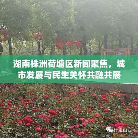 湖南株洲荷塘区新闻聚焦,城市发展与民生关怀共融共展