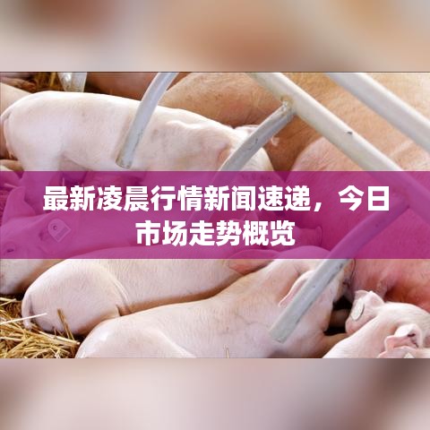 最新凌晨行情新闻速递，今日市场走势概览