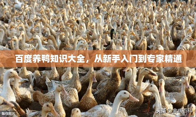 百度养鸭知识大全，从新手入门到专家精通
