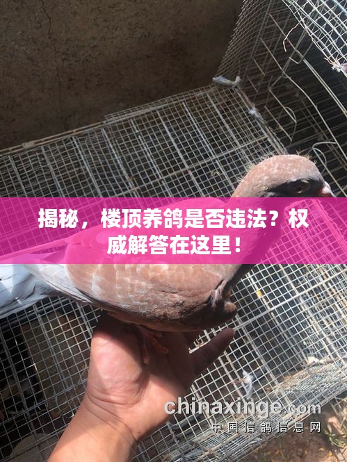 揭秘，楼顶养鸽是否违法？权威解答在这里！