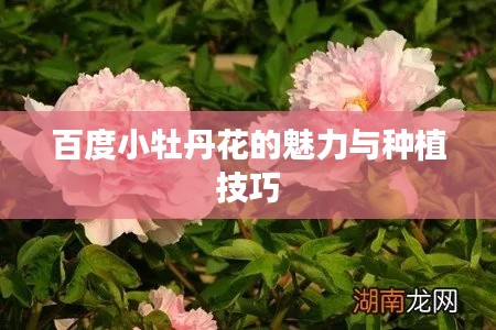 百度小牡丹花的魅力与种植技巧