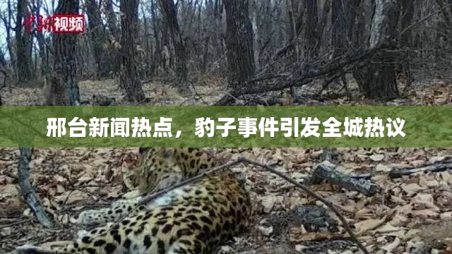 邢台新闻热点，豹子事件引发全城热议