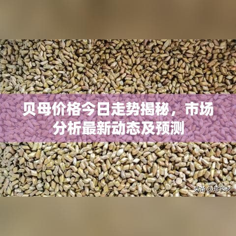 贝母价格今日走势揭秘，市场分析最新动态及预测